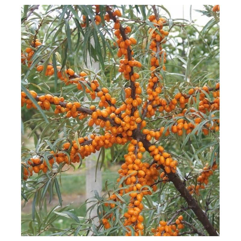 Mity i fakty o rokitniku