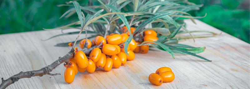 Rokitnik w ekosystemie