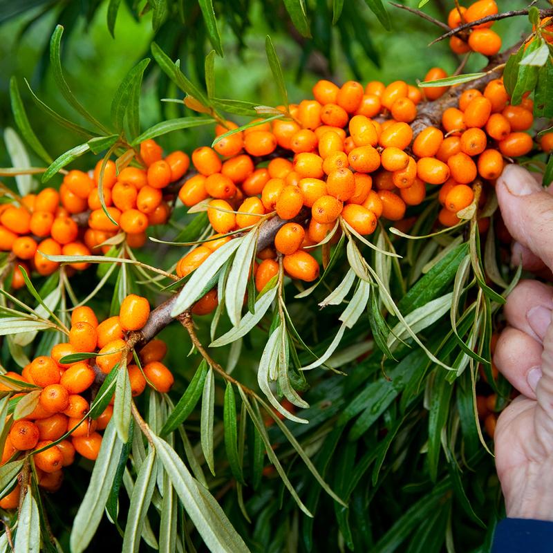 Rozpoznawanie rokitnika męskiego i żeńskiego