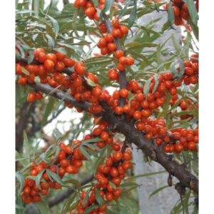 Odkryj tajemnice: Jak rozpoznać rokitnik męski i żeński?